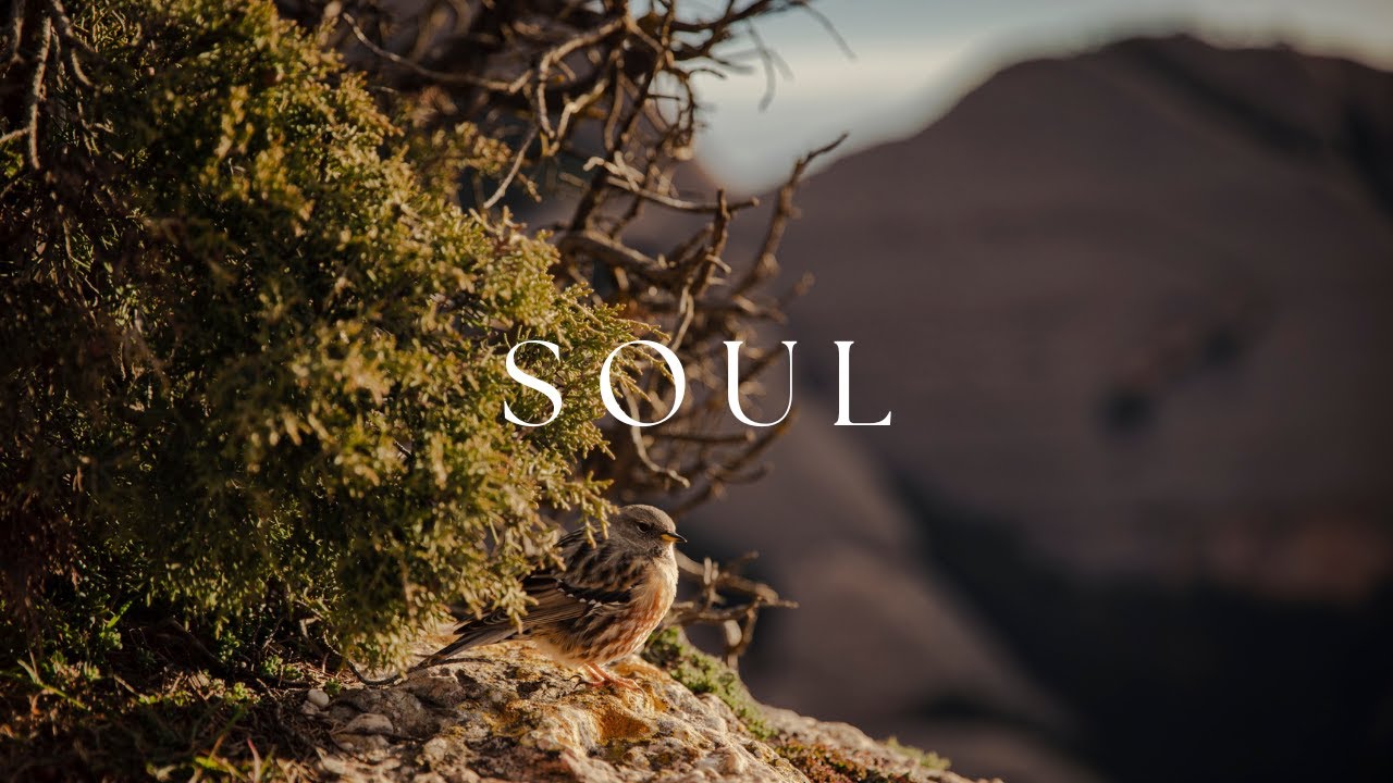 Guitar & Nature Sounds for Stress Relief