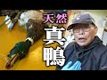 岩さんで天然の真鴨を鍋にして頂く