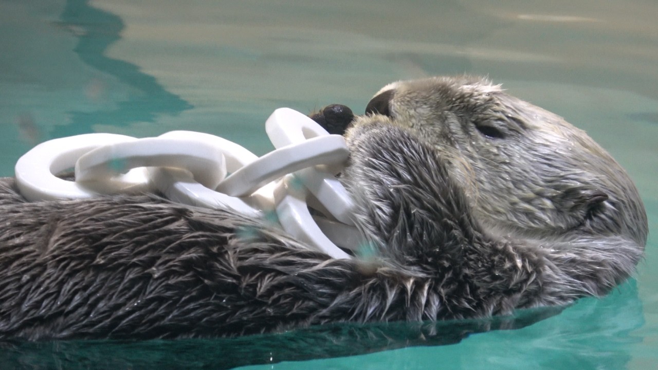 【ラッコ】キラちゃんのまったりお昼寝タイム コネコネしたり流れ寝たり