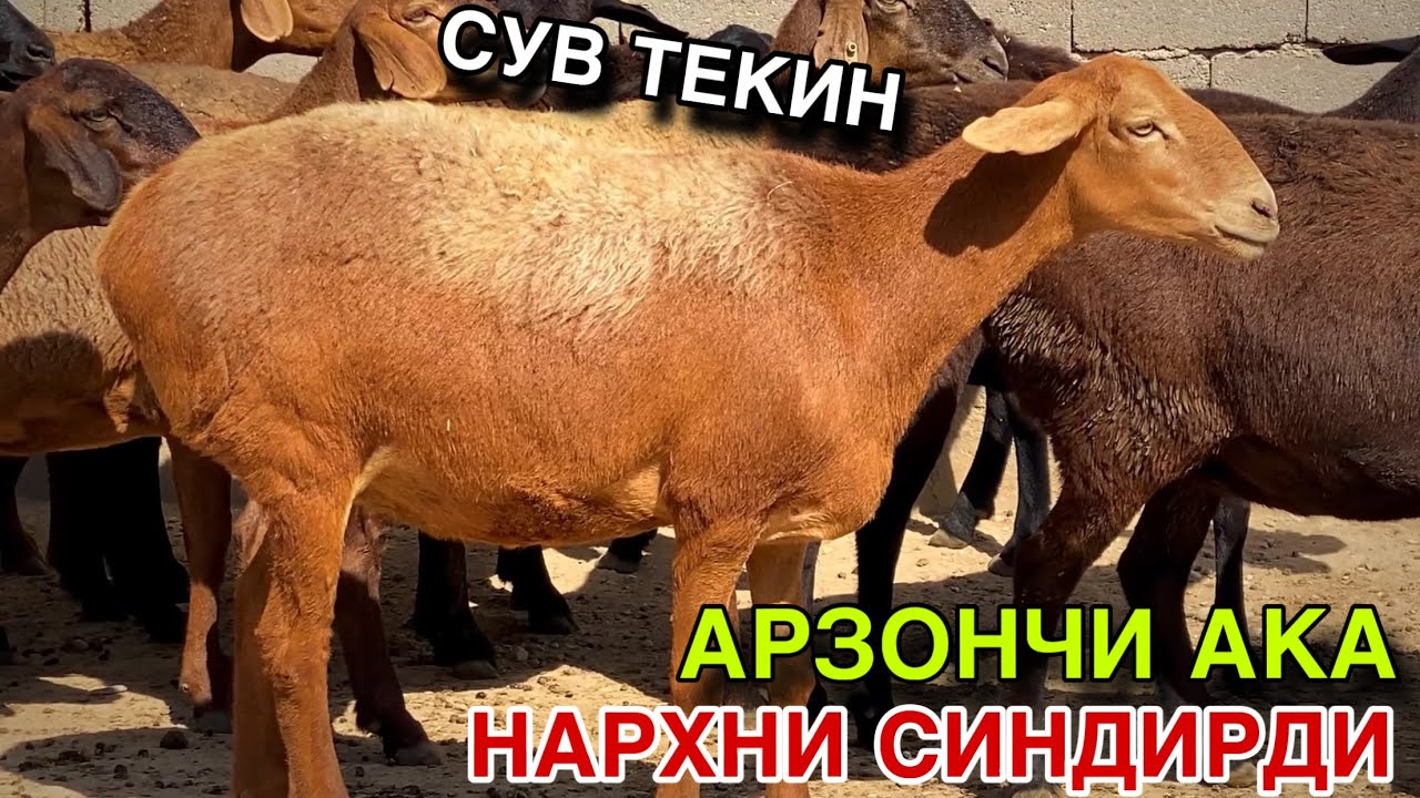 СОТИЛДИ! БАРАКА БУЛДИ! Тел КИЛМАНГ 