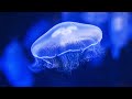 Water Sounds Jellyfish Aquarium 4k Best With Headphones Underwater White Noise For Relaxation Water Sounds Jellyfish Aquarium 4k Best With Headphones Underwater White Noise For Relaxation