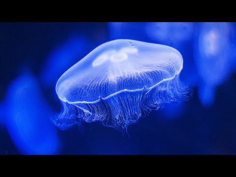 water-sounds-jellyfish-aquarium-4k-(🎧-best-with-headphones)-underwater-white-noise-for-relaxation