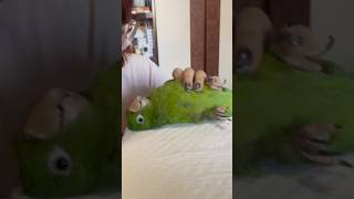 TUDO q a minha maritaca BEBÊ já sabe fazer!! 🤏🥹 #pets