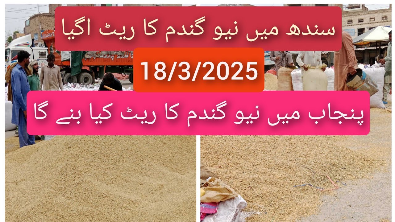 Today wheat price in Punjab 2025| New Gandam Ka rate today Sindh ...