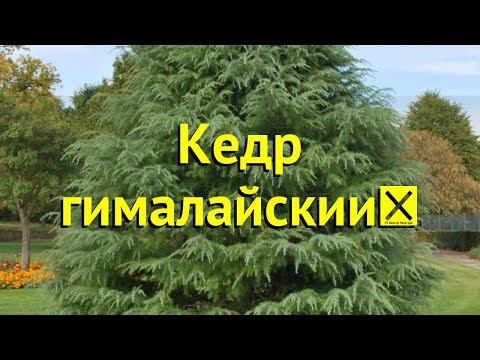 Video: Himalajski kedar (Cedrus deodara): opis