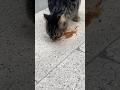 Another hungry Street Cat / Tiger in Turkey - Yalova 🇹🇷