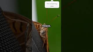 First computer bug #coding #programming #python #github #codinglife #ai #viral #coder #tech