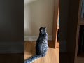 Daily AI Cat 0047 Staring Contest With Nothing