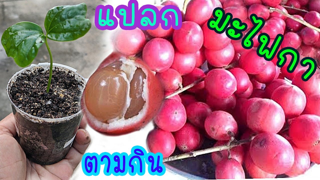 วิธีการเพาะเมล็ด | มะไฟกา มะไฟผลสีแดงสุก ต่างกับมะไฟตรงไหน ไปดูกัน