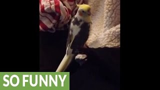 Cockatiel mimics iPhone ringtone perfectly!