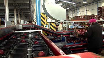 Sorter - sorting machine for apples with robot for unloading (straight bin submerging)