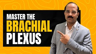 Brachial Plexus Anatomy: Ultimate Guide for Medical Students