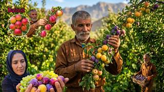 The secret of the nomads' bountiful harvest; plums, apples, and fodder from Dena's fertile garden