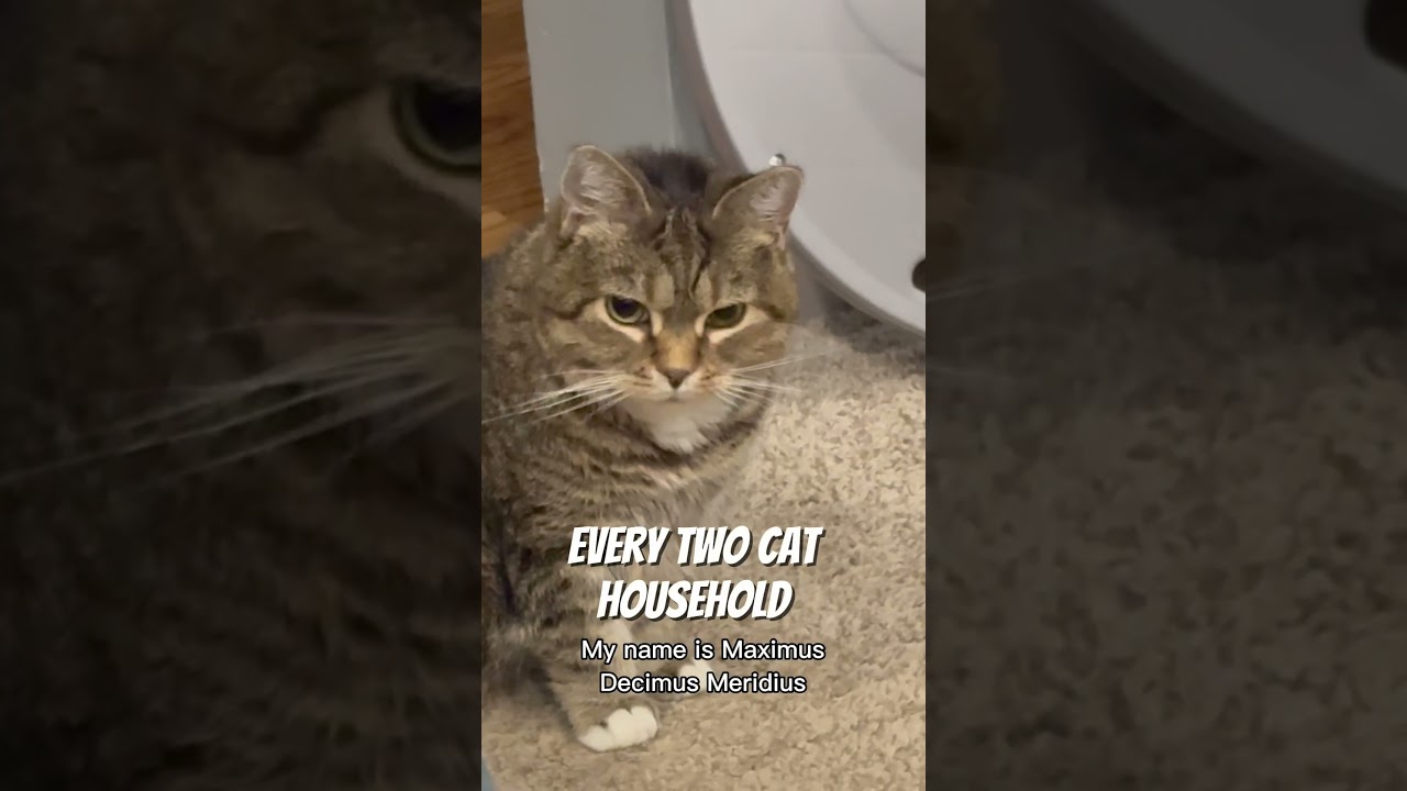 Ethel does not always look so serious, but her brother Milo is a typical orange cat 🤣