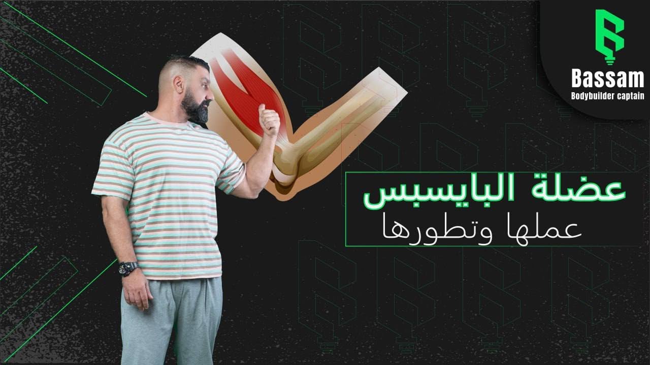 عضلة البايسبس كيف تعمل وكيف تتطور