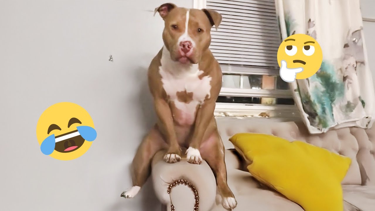 Смешная подборка видео с собаками – Лучшие видео с собаками 2025 года 🐕🤣 #15