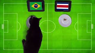 Mèo Tiên Tri Dự Đoán Kết Quả, Tỉ Số World Cup Brazil Vs Costa Rica 1