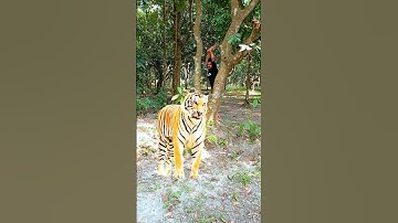 A leopard attacked the boy in the tree by the pond #vfx #reels #wildlife#tiger #video #shorts