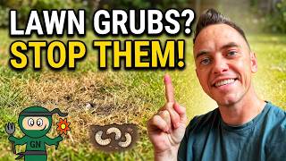 How to Stop Chafer Grubs and Leatherjackets Wrecking Your Lawn
