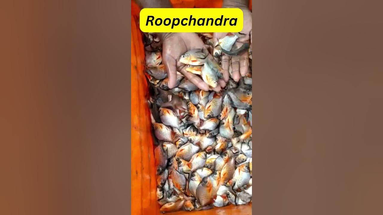Roopchandra Fish Catfish Farming River Pomfret Suitable Species