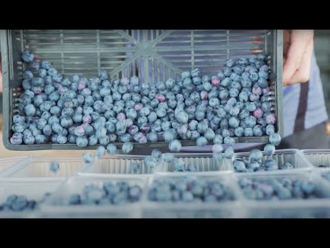 ანორი ზაქარაია - წარმატებული ფერმერი