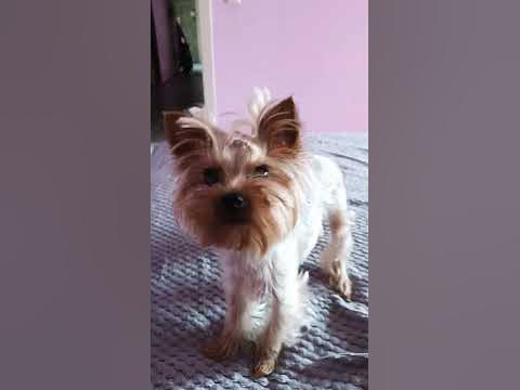 Живая игрушка #йорк #собака #врек #dog #игрушки #cutepuppy #cute #зубы ...
