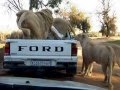 Lion's at "Lion Park", Johannesburg