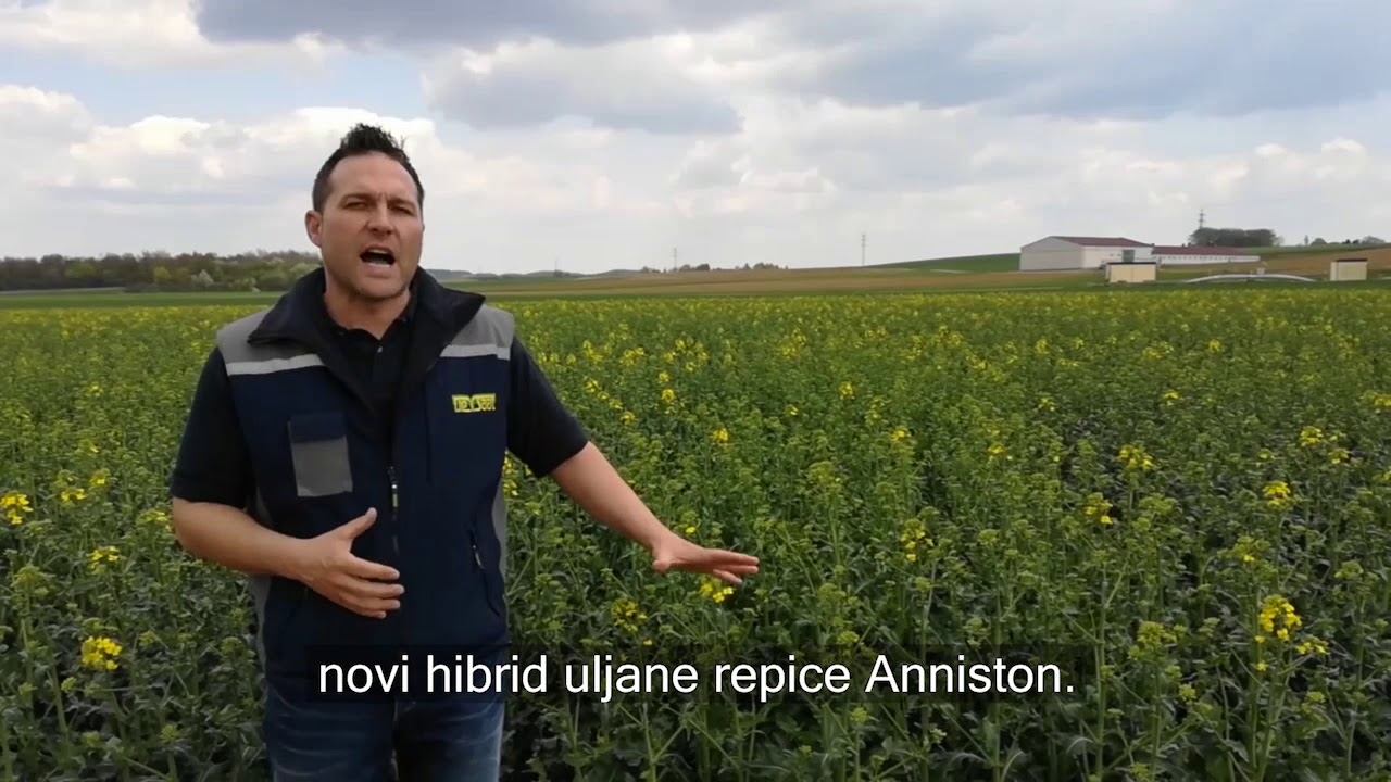 Turnip Yellow virus uljane repice