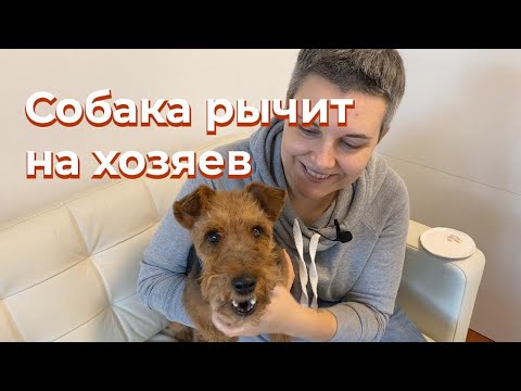 Видео: Мой щенок кусает мою одежду, когда я хожу