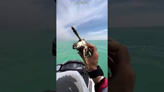 Homem Bondoso Ajuda Tartaruga Fofa no Mar 🐢❤️
