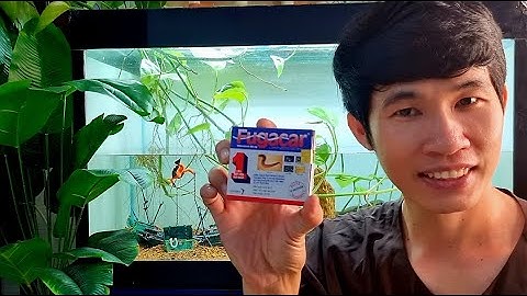 Trị sán hồ lóc cảnh, hồ thủy sinh từ thuốc sổ giun fugacar đơn giản, hiệu quả cao.