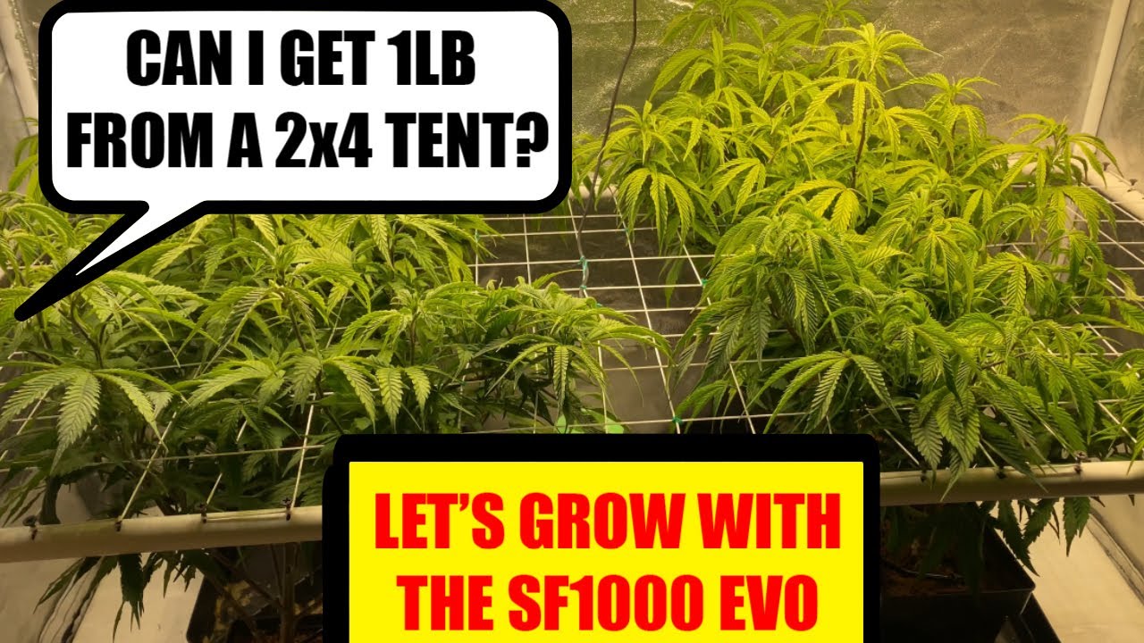 Best Cheap Grow Light? Spider Farmer SF1000 EVO Weeks 7-9 update!