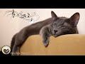 Music for cats  relaxing harp music with cat purring sounds relief of stress and anxiety