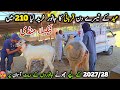 Taxila Mandi Latest Update 29 May 2026 | Qurbani Bakra Eid 