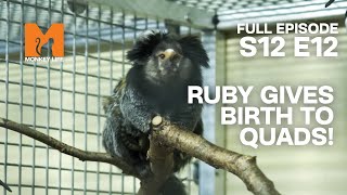 Marmoset Ruby Gives Birth To Quadruplets | Season 12 Episode 12 | Full Episode | Monkey Life