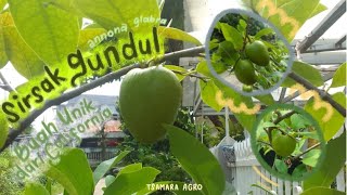 Sirsak Gundul (Annona Glabra) buah unik dari Amerika