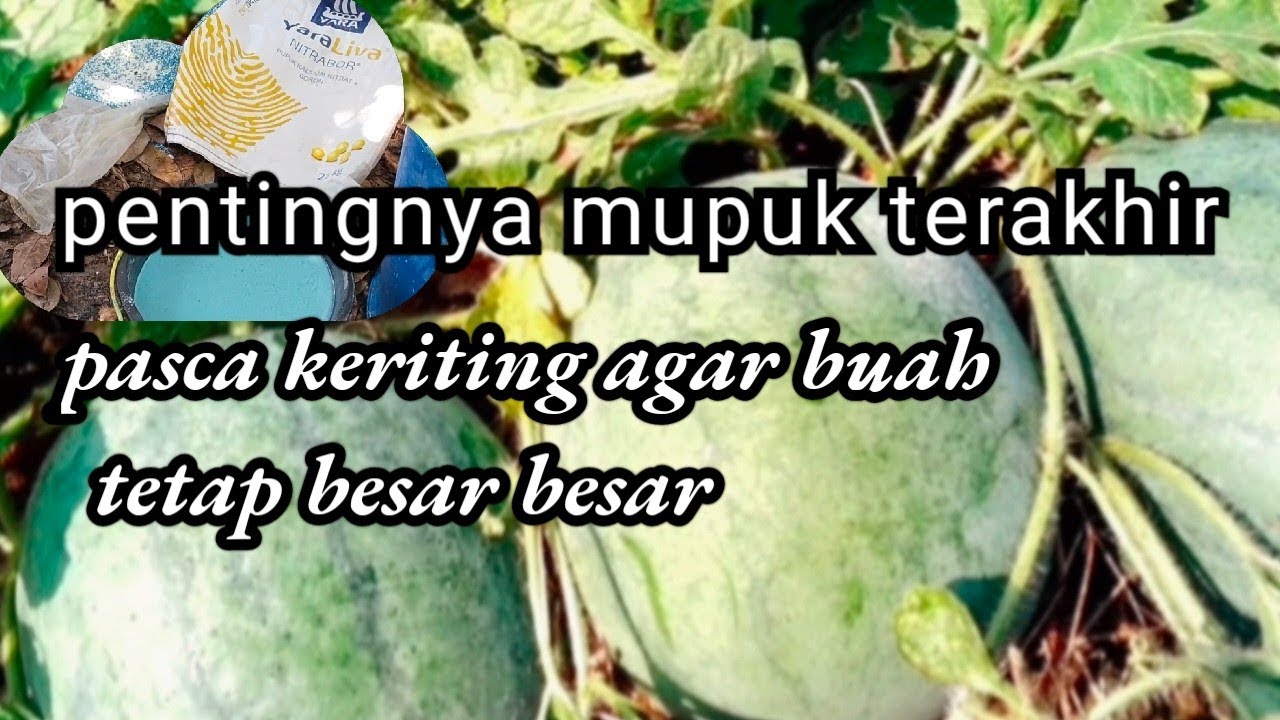pentingkah pemupuk. an terakhir untuk semangka...???