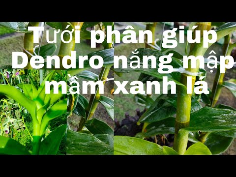 Video Tưới phân bón giúp Dendro nắng mập mầm xanh lá... - youtube
