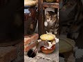 Tabby cat staring at mouse 🐹🐱🐹 #catlife #cat #mousemurah #cute #birds #animals #catlife #funny