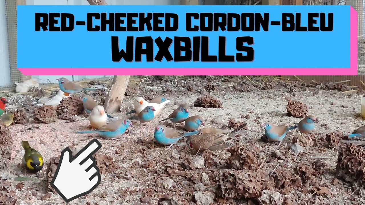 Red-Cheeked Cordon-Bleu Waxbills