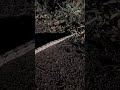 Red tailed boa constrictor at night!