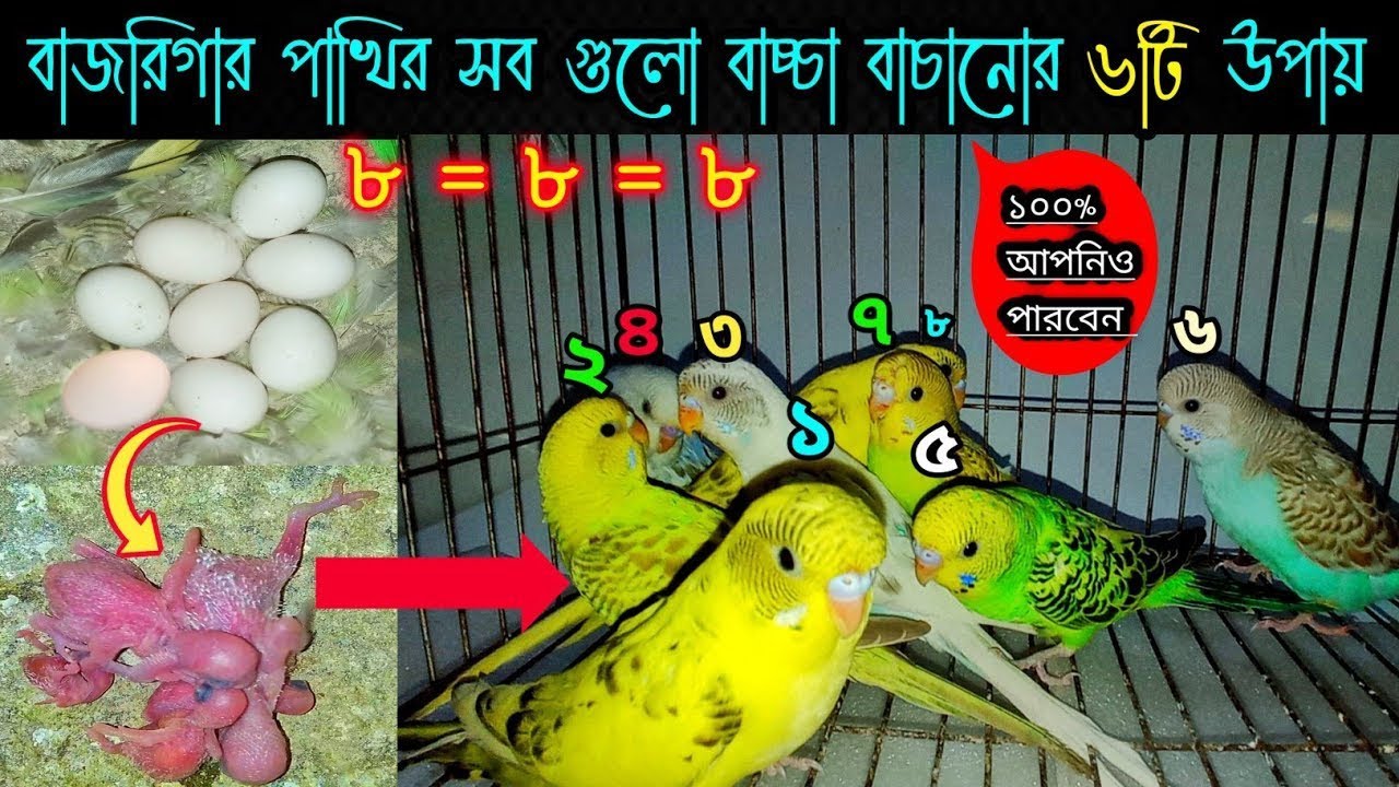 বাজরিগার পাখির বাচ্চা সব গুলো বাঁচানোর উপায় । Budgie is the way to save all the chicks in bangla.