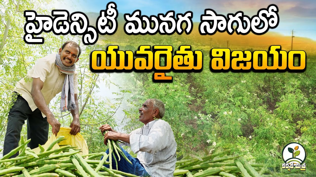 మునగ సాగులో యువరైతు విజయం || Young Farmer's Success Story in Drumstick cultivation || Karshaka Mitra