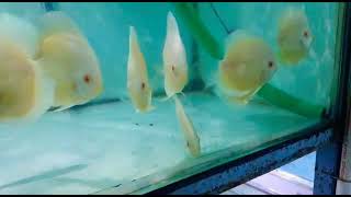 Albino platinum discus fishes