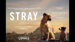 Stray - Trailer [Ultimate Film Trailers]