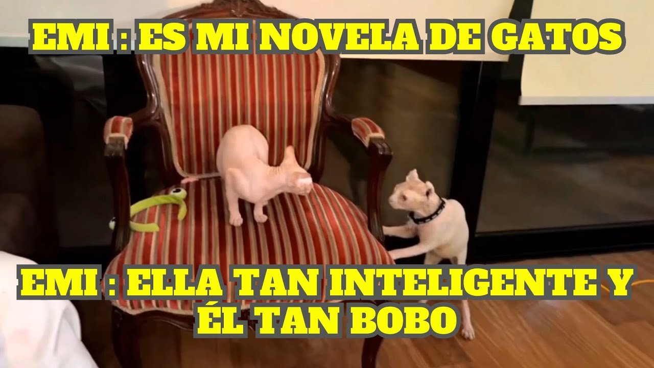 GLOGLO Y EMIKUKIS INTENTAN ACERCAR A BILLS CON LA NUEVA GATA (NOVELA DE GATOS)