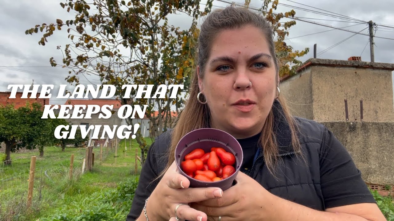 Жизнь в португальской сельской местности: декабрьский урожай и строительство нашей ирригационной ...