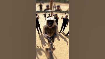 Vlogger Langoor ( Monkey) Commando Tranning Vlogging | Gemini Veo 3 Ai | Funny Deshi Video Ai Vlogs