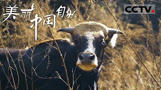 【ENG】《美丽中国自然》独龙族的阿布：高山峡谷中“穿白袜的野牛” 以野外的草叶为食 大地为席 山水岁月系列【CCTV纪录】