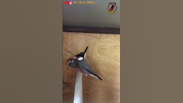 Gray Java Finchers. #shorts #Finchers #bird #java